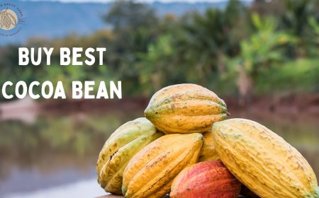 Why Chocolate Makers Choose to Buy Best Cocoa Bean From Us