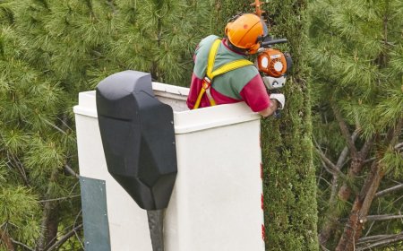 Why Professional Tree Cutting Services, Stump Grinding & Tree Trimming Matter for Your Property's Safety