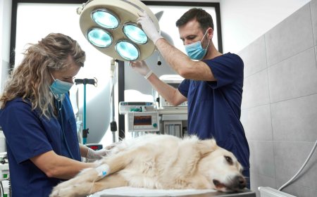 After-Hours Emergency Veterinarian Services: Why Quick Action Could Save Your Pet’s Life