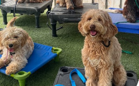 Fully Trained Dogs for Sale: Your Ideal Companion Awaits