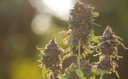 A Beginner’s Guide to Cannabis Flower: Must Read