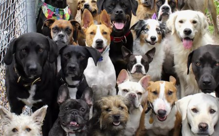 Dogs for Sale: Finding the Right Protection Dog for Your Home and Family