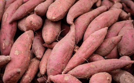 In-depth Analysis Sweet Potato Processing Plant Project Report 2025: Requirements and Setup Cost
