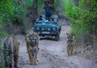How to Reach Jim Corbett from Delhi by Road in the Fastest Route