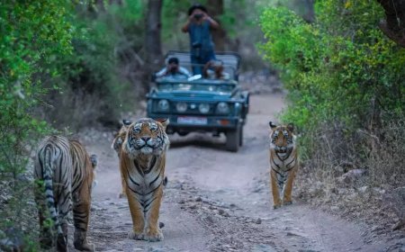 How to Reach Jim Corbett from Delhi by Road in the Fastest Route