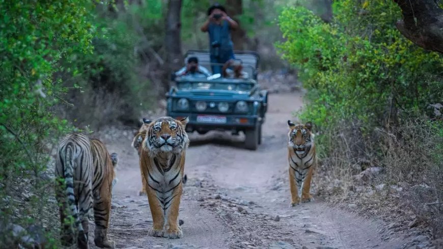 How to Reach Jim Corbett from Delhi by Road in the Fastest Route